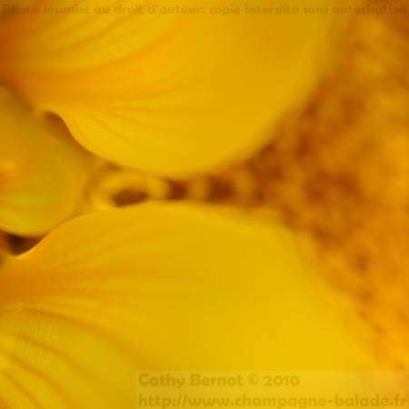 flou, bokeh au coeur d'un tournesol