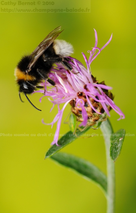 Photographie d'insecte butineur: un bourdon sur une fleur de centaurée Photographie d'insecte butineur: un bourdon dans une fleur de centaurée