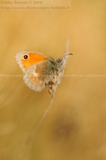 Papillon, flou des herbes, bokeh
