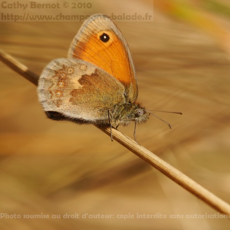Macro papillon satyrinae