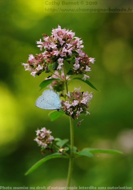 Papillon bleu: azuré des nerpruns à contre jour en sous-bois Papillon bleu: azuré des nerpruns à contre jour en sous-bois