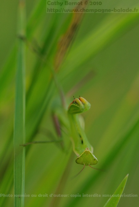 Photo macro de mante religieuse, yeux verts