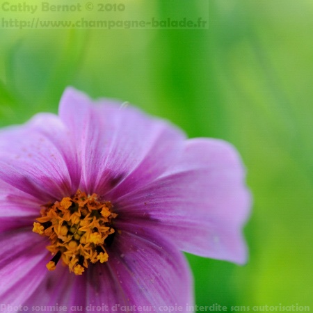 coeur de fleur coupée: cosmos rose