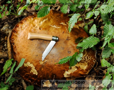 cèpe de bordeaux, couteau pour sortie aux champignons