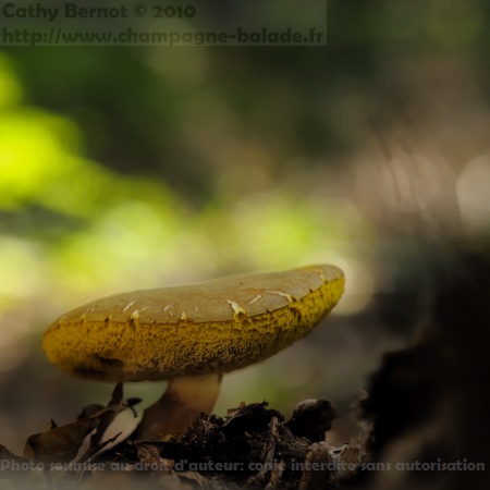 photo de champignon et balade en forêt, bolet