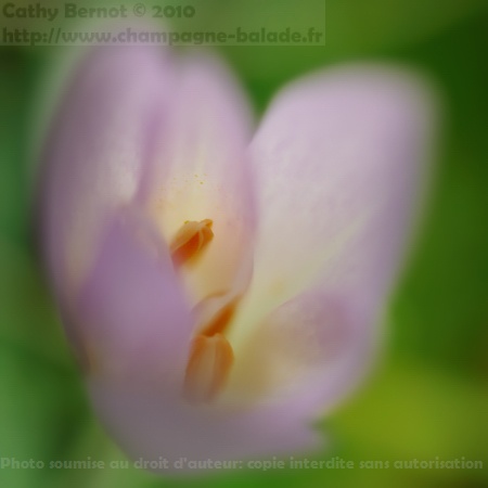 photo de fleur violette, colchique dans les prés...