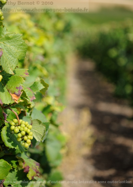 grappe de raisin pinot noir cépage champagne grappe de raisin pinot noir cépage champagne