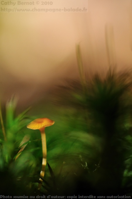 photo de champignon, lumière dorée en forêt photo de champignon, lumière dorée en forêt