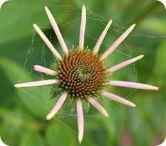 Webbed flower heart