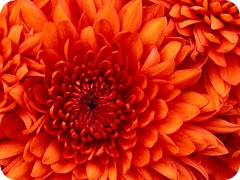Chrysanthemum