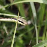 IMG_9929.JPG