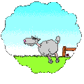 Sheep-01-june Sheep-01-june