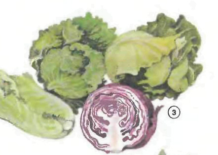 cabbage Vegetables food