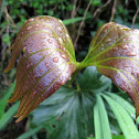 'Palm' Fern