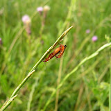 Natura
