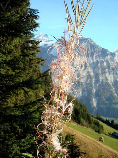 Switzerland First Hike