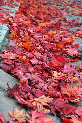 2009 Fall in Basel, Switzerland