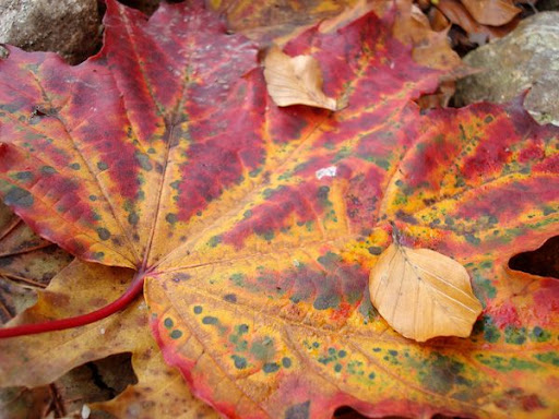 Beautiful Fall Leaf, Basel, Switzerland