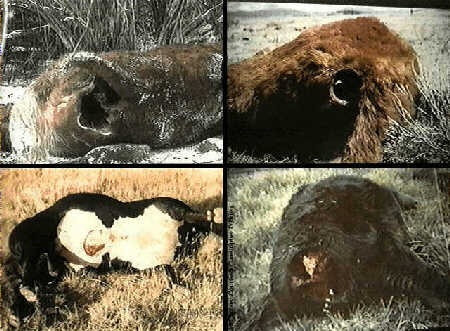 [cattle14.jpg]