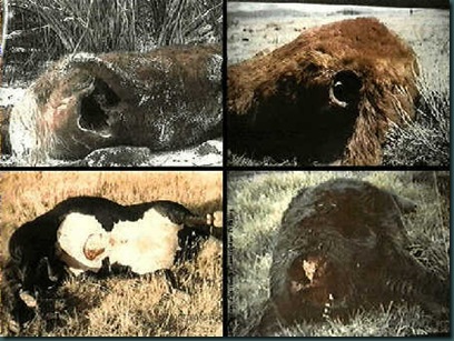 cattle1