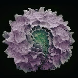 白花菜的种子.jpg