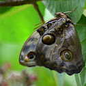 Mariposa de bosque  Tamarind Owl