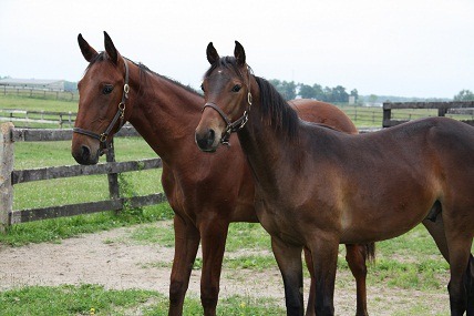 [ThanksgivingHorses[3].jpg]