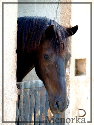 Luk, PRMe, le cheval de ma vie, son post... P5308694