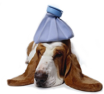 [sick-dog[3].jpg]
