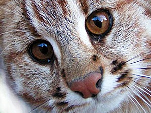 [gatto[11].jpg]