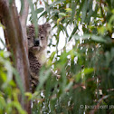 Soggy koala