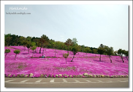 chão cor de rosa em Hokkaido