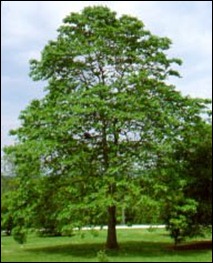 sassafras albidum