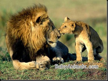 baby_animal-069 baby_animal-069