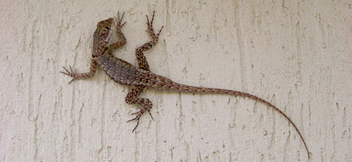 Foto de Lagartixa Foto de Lagartixa