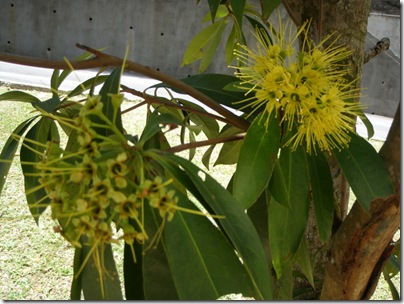 more "thorn" flowers