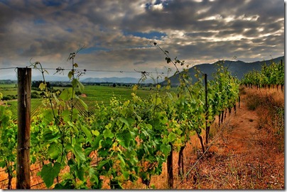 14 Chilean vineyard