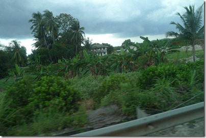 coconut and banana trees 