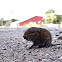 Meadow Vole