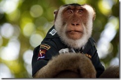 monkey_police_01