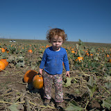 Pumpkin Patch