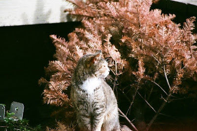 Old feral cat, Grandma, devoted mother - died 2009