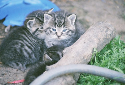 kittens, the spring feral tabby kitten collection