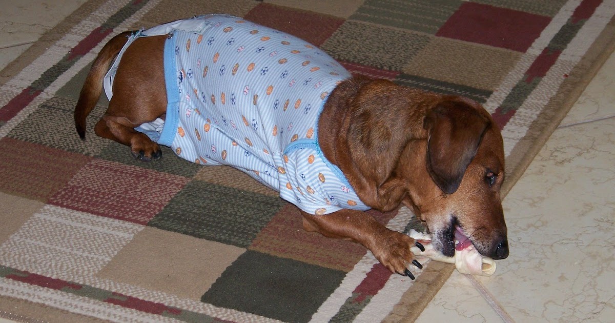 Sculpted Windows Jewelry Journal A Diaper for a Male Dachshund Dog