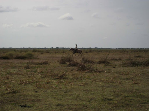 llanero