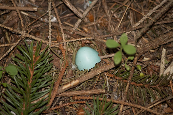 Spotting Image 1