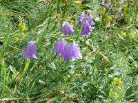 Campánula ¿cochlearifolia? Photo