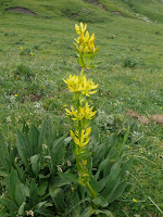Gentiana lutea Photo