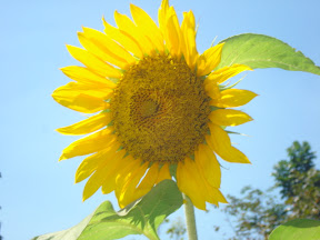a majestic sunflower