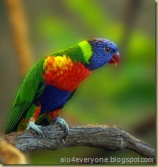 parrot8